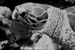 Turtle and jellyfish by Niky Šímová 